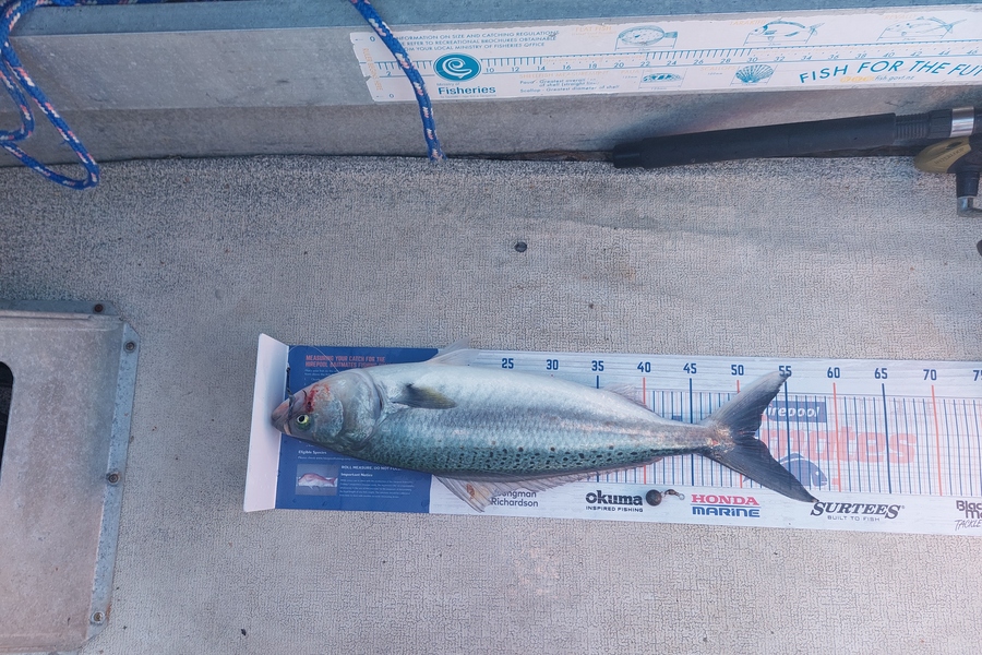 Trevor Hopson caught this 51.5cm Kahawai at Tauranga  during The Export NZ Fishing Competition
