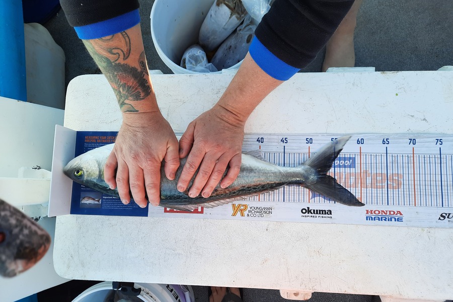 Aaron Frost caught this 53.5cm Kahawai at Waitara during The Export NZ Fishing Competition