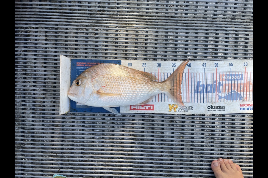 Hayden Parker caught this 37.5cm Snapper at Kaipara Harbour  during The Export NZ Fishing Competition