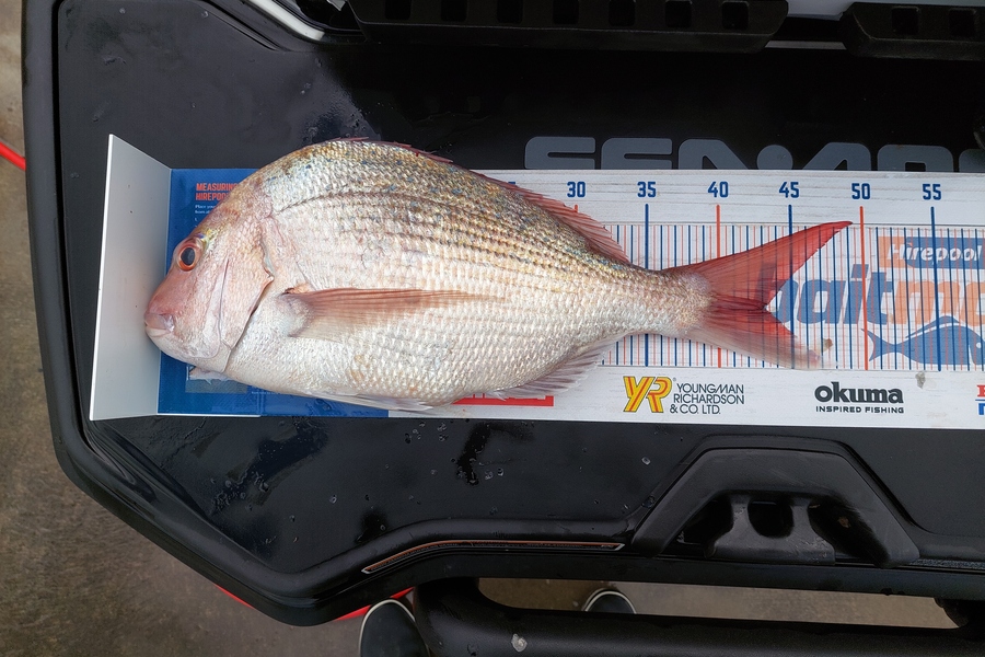 REECE TAWHARU caught this 43.0cm Snapper at Foxton during The Export NZ Fishing Competition