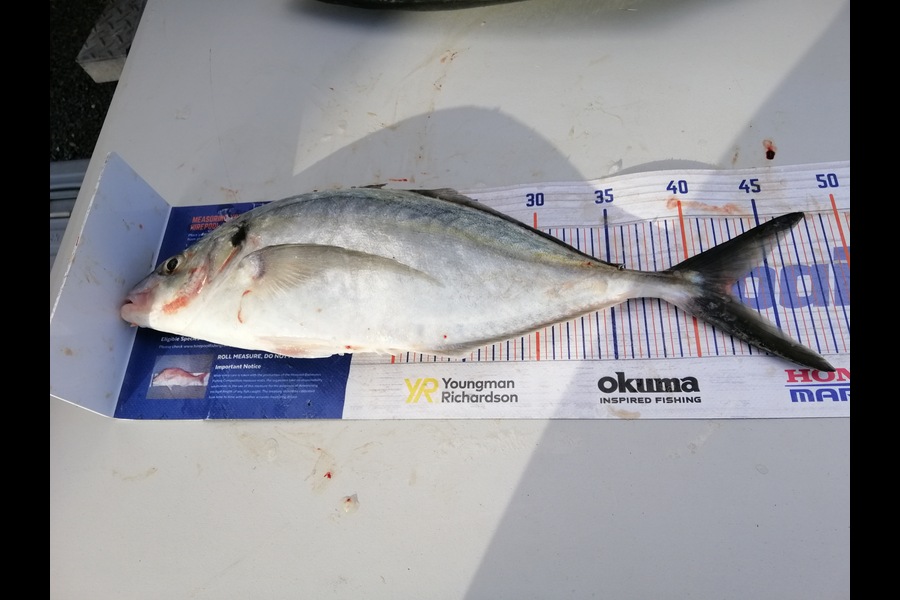 Larry Temperley caught this 42.0cm Trevally at Bream Bay during The Export NZ Fishing Competition