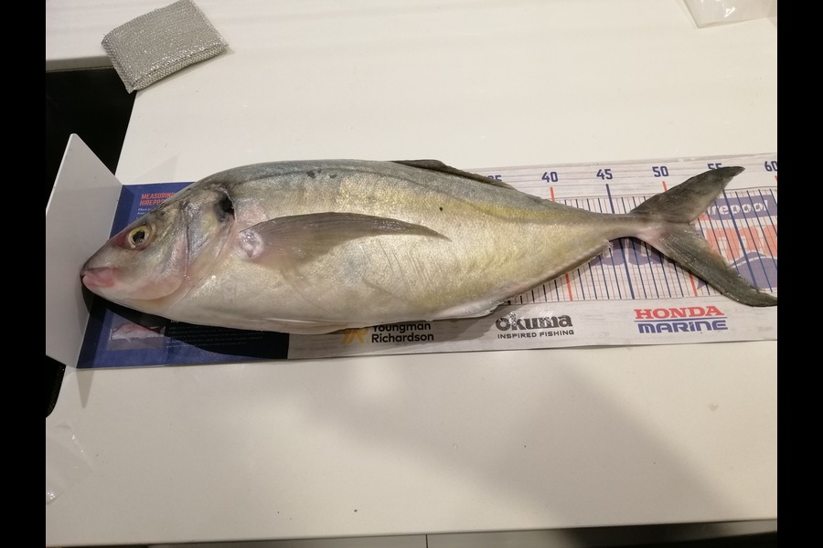 Larry Temperley caught this 51.0cm Trevally at Bream Bay during The Export NZ Fishing Competition