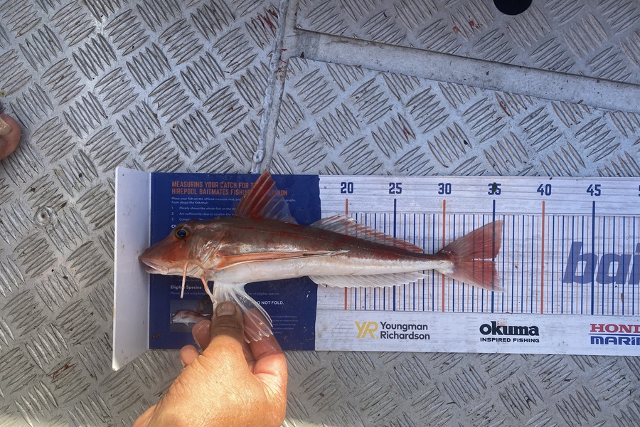 Josiah Atkinson caught this 35.0cm Gurnard at Ohope during The Export NZ Fishing Competition