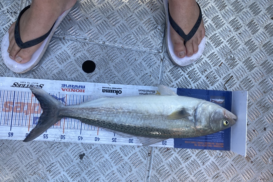 Josiah Atkinson caught this 56.0cm Kahawai at Ohope during The Export NZ Fishing Competition