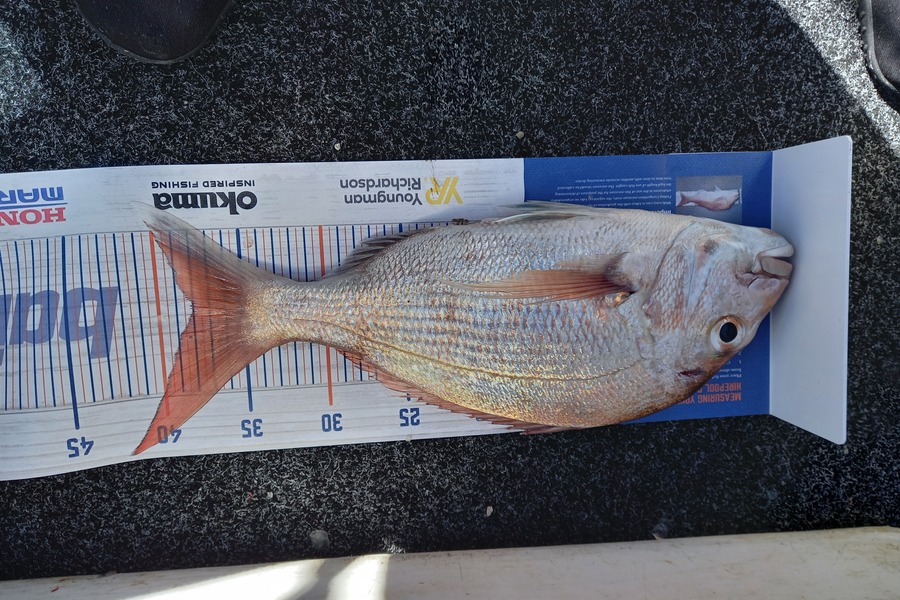 Sandra Dicker caught this 38.0cm Snapper at Kawakawa bay-orerepoint  during The Export NZ Fishing Competition