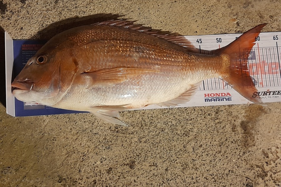 Tim Hagan caught this 56.5cm Snapper at west coast/mana during The Export NZ Fishing Competition