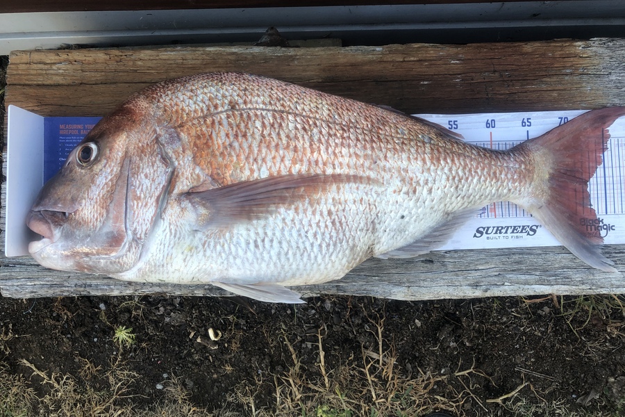 Dave Dennison caught this 72.5cm Snapper at Taranaki  during The Export NZ Fishing Competition