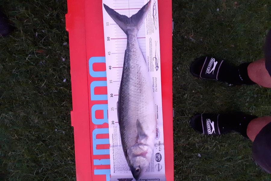 Ivo Jurisich caught this 57.0cm Kahawai at Kaipara  over the bar during The Export NZ Fishing Competition
