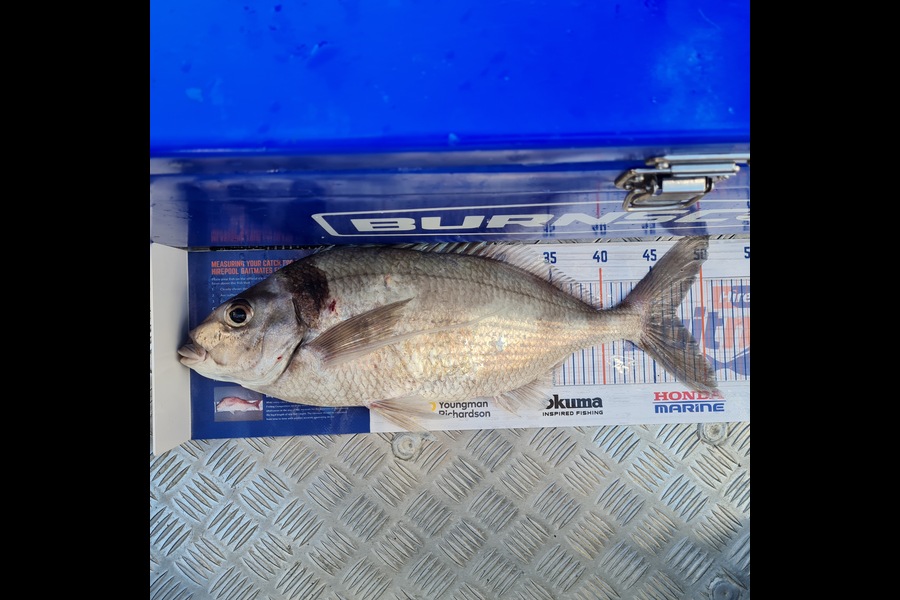 Neil Travers caught this 47.0cm Tarakihi at New Plymouth  during The Export NZ Fishing Competition