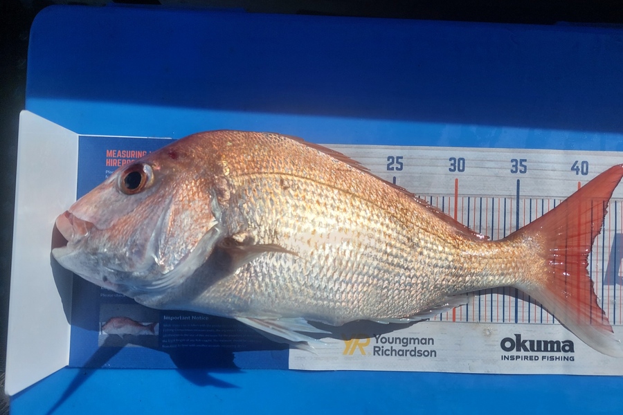 Barry  Howard caught this 40.5cm Snapper at Hauraki Gulf during The Export NZ Fishing Competition
