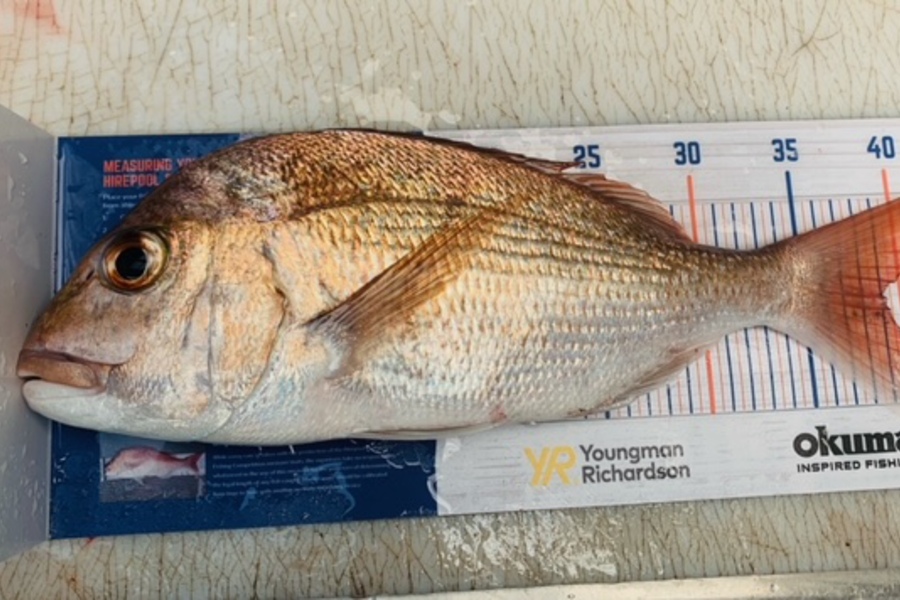 Douglas Jewson caught this 39.0cm Snapper at Near Army Bay  during The Export NZ Fishing Competition