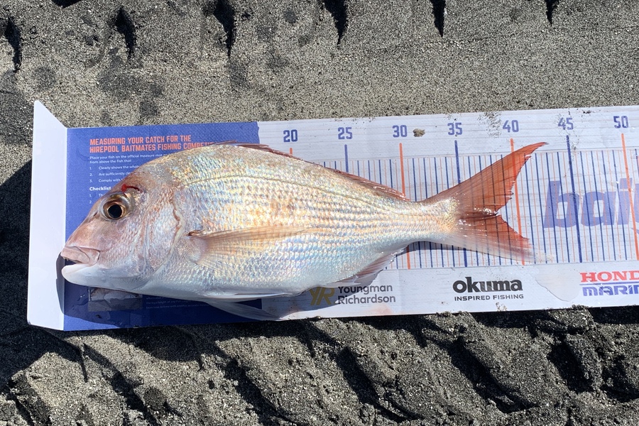 Shannon Millar caught this 38.0cm Snapper at Papamoa East during The Export NZ Fishing Competition