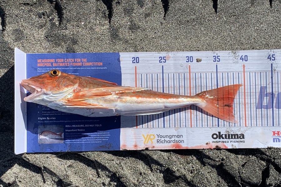 Shannon Millar caught this 37.5cm Gurnard at Papamoa East during The Export NZ Fishing Competition