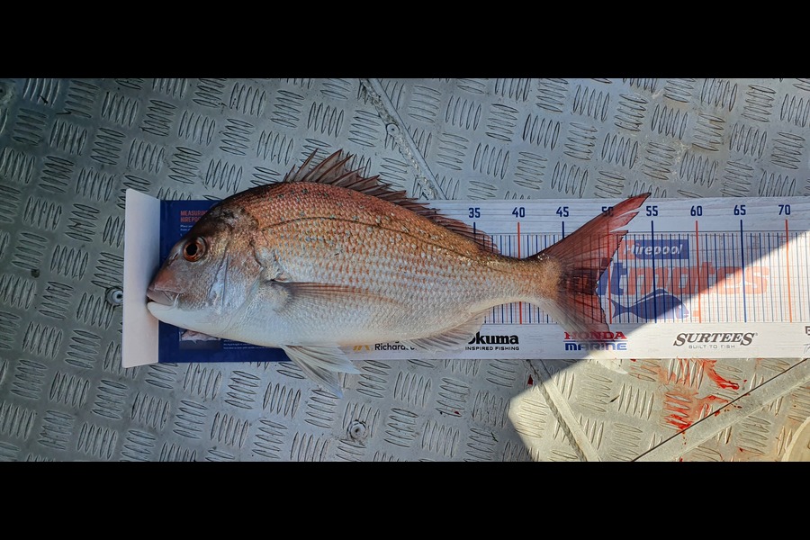 Kevin Johnson caught this 48.5cm Snapper at Manakau during The Export NZ Fishing Competition