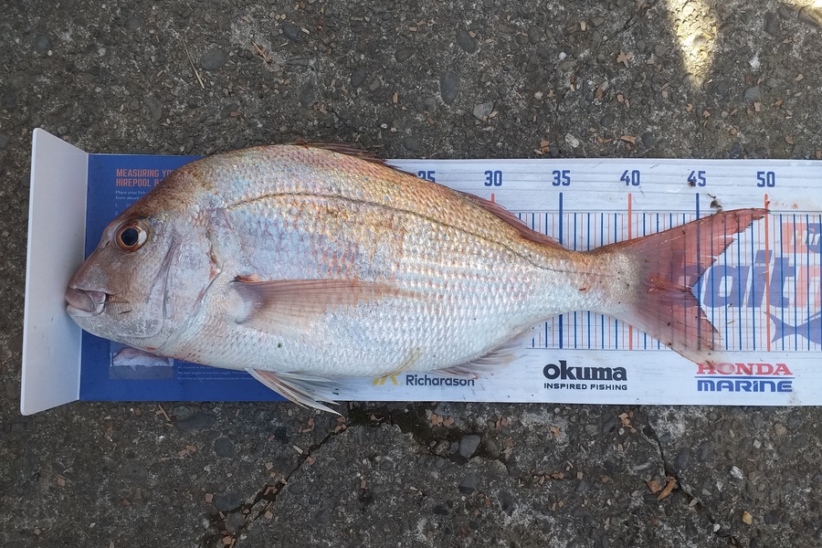 Dylan Ray caught this 44.5cm Snapper at Golden Bay during The Export NZ Fishing Competition