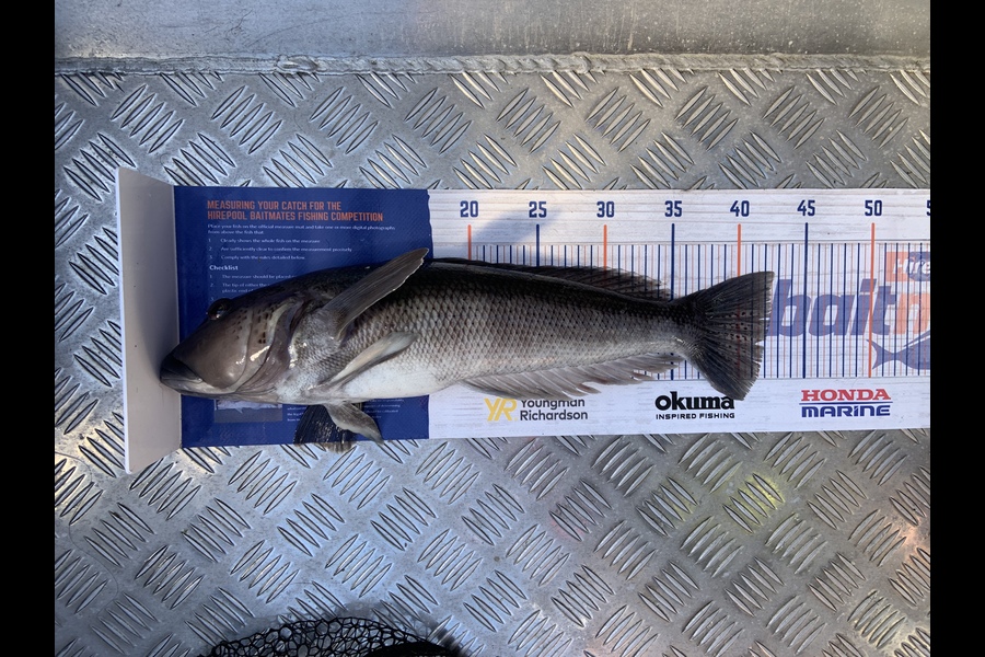 Laura Solomon caught this 41.0cm Blue Cod at Marlborough sounds  during The Export NZ Fishing Competition