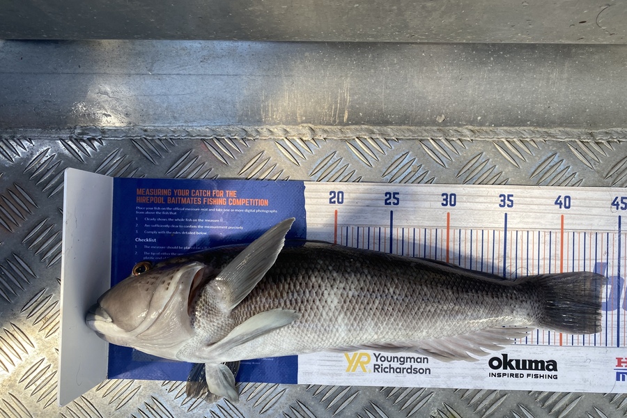 Jason Anderson caught this 43.5cm Blue Cod at Marlborough sounds  during The Export NZ Fishing Competition