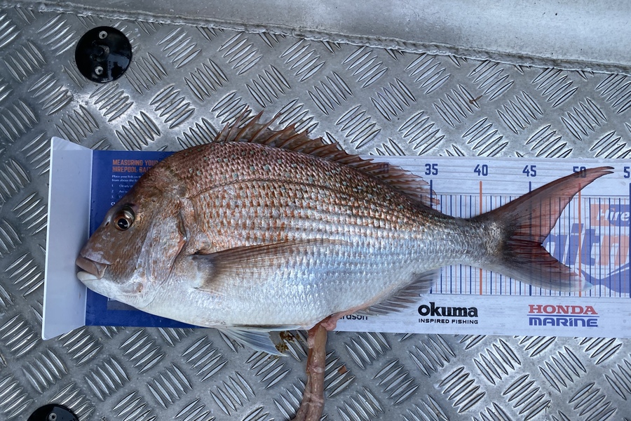 Jason Anderson caught this 46.0cm Snapper at Marlborough sounds  during The Export NZ Fishing Competition