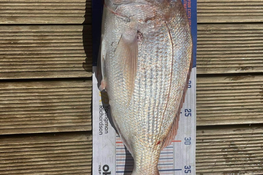 Nicky Cairns caught this 40.5cm Snapper at Firth of Thames  during The Export NZ Fishing Competition