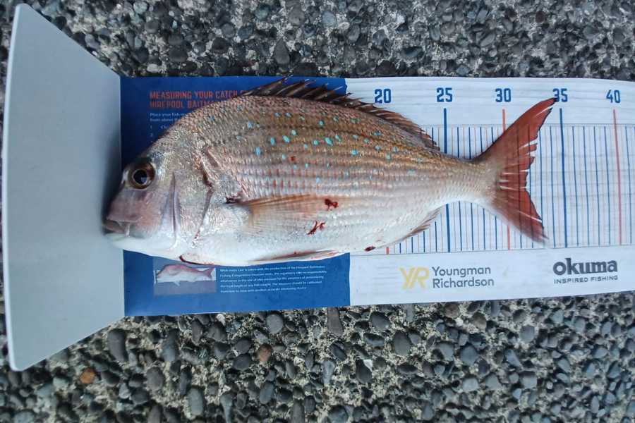 Hugo Blunt caught this 31.5cm Snapper at Wellington Harbour  during The Export NZ Fishing Competition