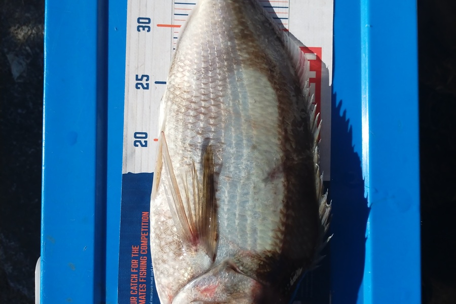 Wayne Farrow caught this 40.5cm Tarakihi at Whakatane during The Export NZ Fishing Competition
