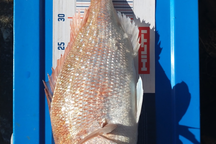 Wayne Farrow caught this 39.5cm Snapper at Whakatane during The Export NZ Fishing Competition