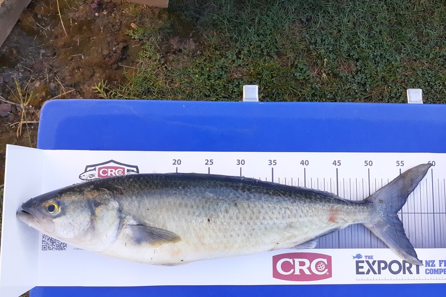 Mathew Goodall caught this 54.0cm Kahawai at Firth of Thames during The Export NZ Fishing Competition