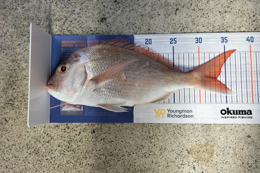 Vincent  Szabo-powell  caught this 33.0cm Snapper at Hauraki gulf during The Export NZ Fishing Competition