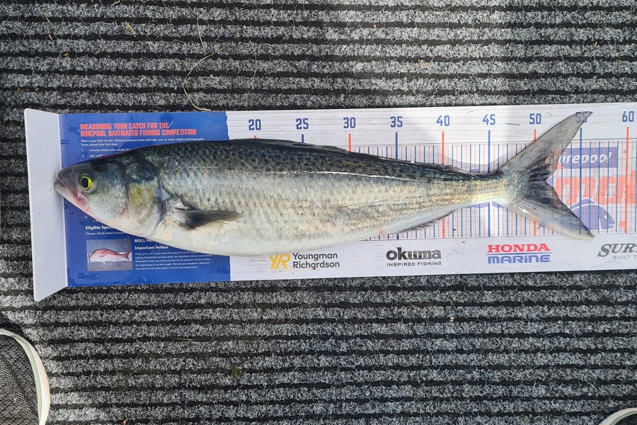 Jacqui Law caught this 51.0cm Kahawai at Wanganui during The Export NZ Fishing Competition