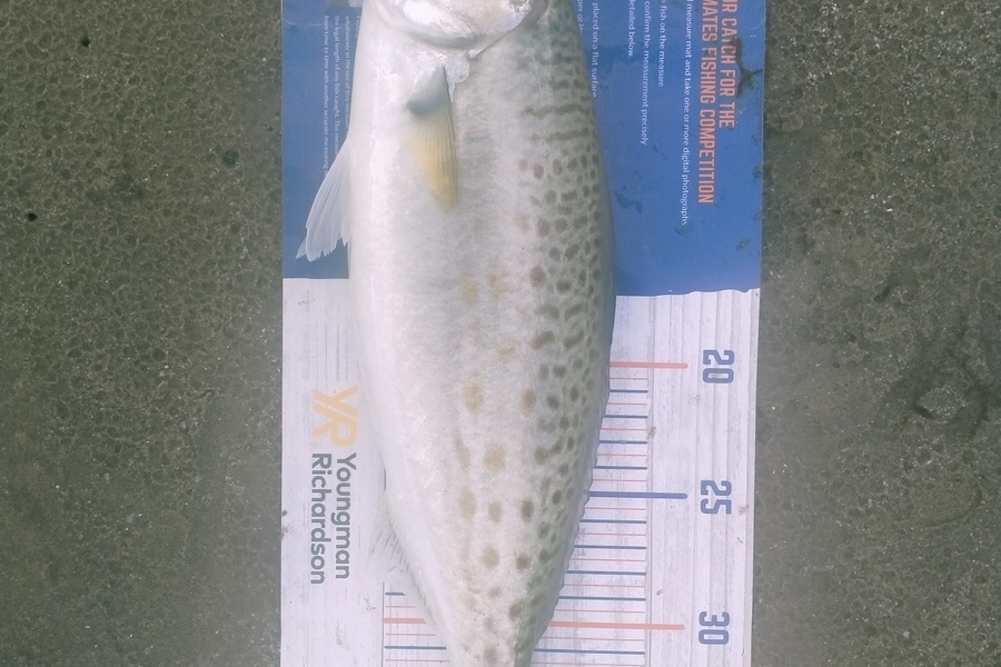 Ben Moretti caught this 37.0cm Kahawai at Te oneroa a tohe during The Export NZ Fishing Competition