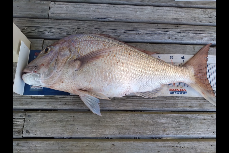 Geoff Preston caught this 74.0cm Snapper at Mokau during The Export NZ Fishing Competition