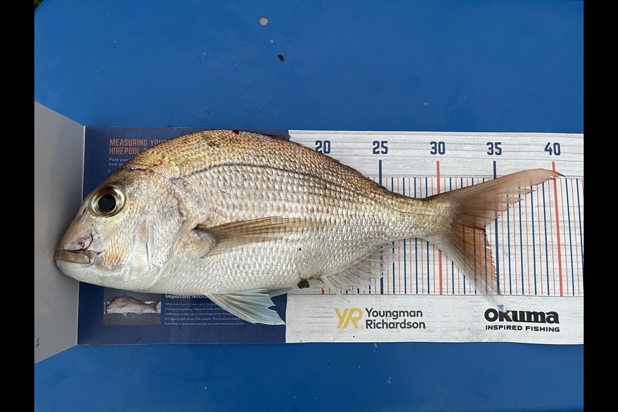 Raina Reneti caught this 33.5cm Snapper at Firth of thames during The Export NZ Fishing Competition
