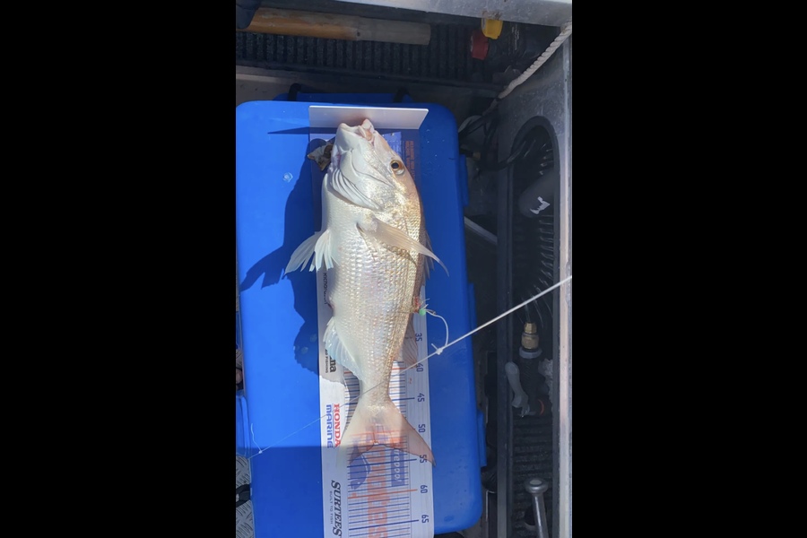 Andrew Schouten caught this 51.5cm Snapper at Firth of thames during The Export NZ Fishing Competition