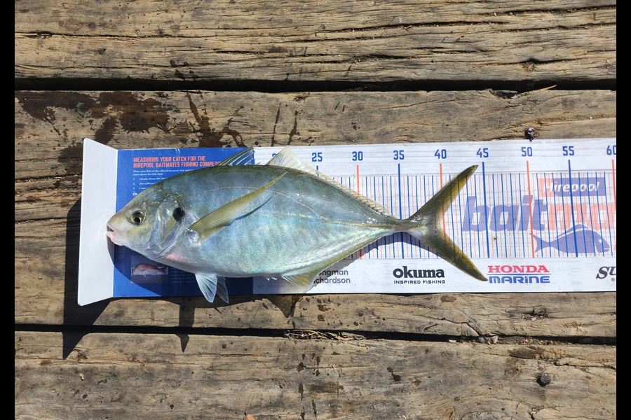 Sabin Arackal caught this 39.5cm Trevally at Auckland during The Export NZ Fishing Competition