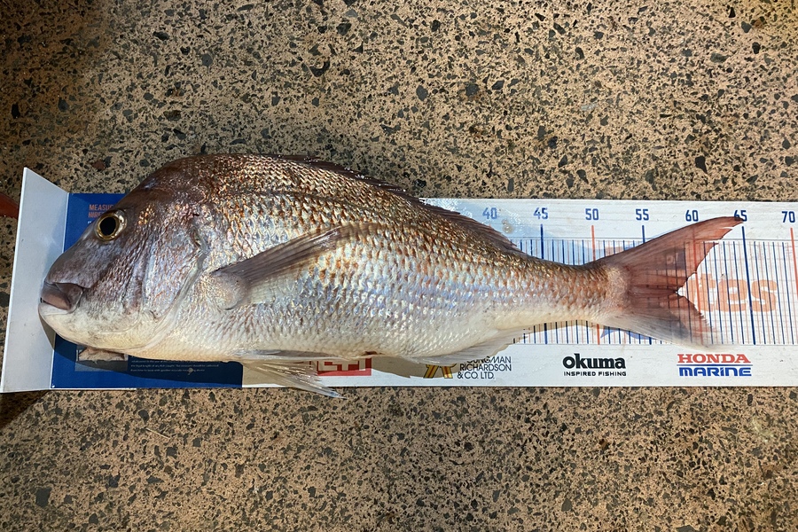 Mikayla Baird caught this 57.5cm Snapper at pauanui  during The Export NZ Fishing Competition