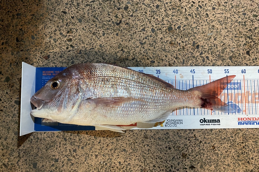 Shawn Beer caught this 52.0cm Snapper at Pauanui during The Export NZ Fishing Competition