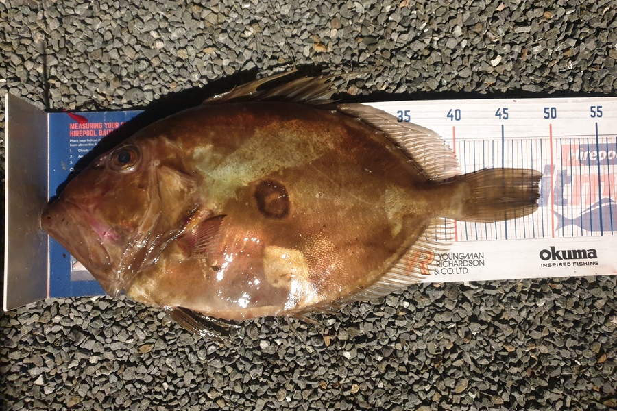 Rodney Niven caught this 48.5cm John Dory at Mana during The Export NZ Fishing Competition