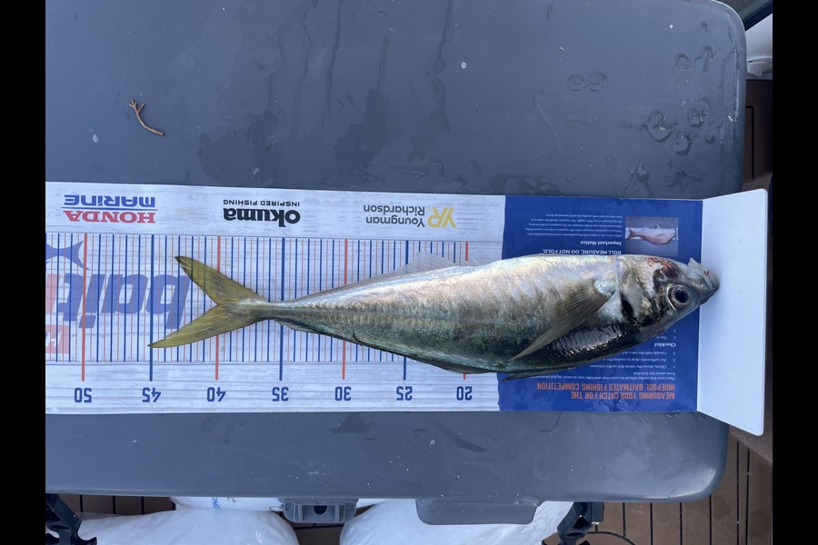 Michael Kumerich caught this 40.0cm Kahawai at Nosieys during The Export NZ Fishing Competition