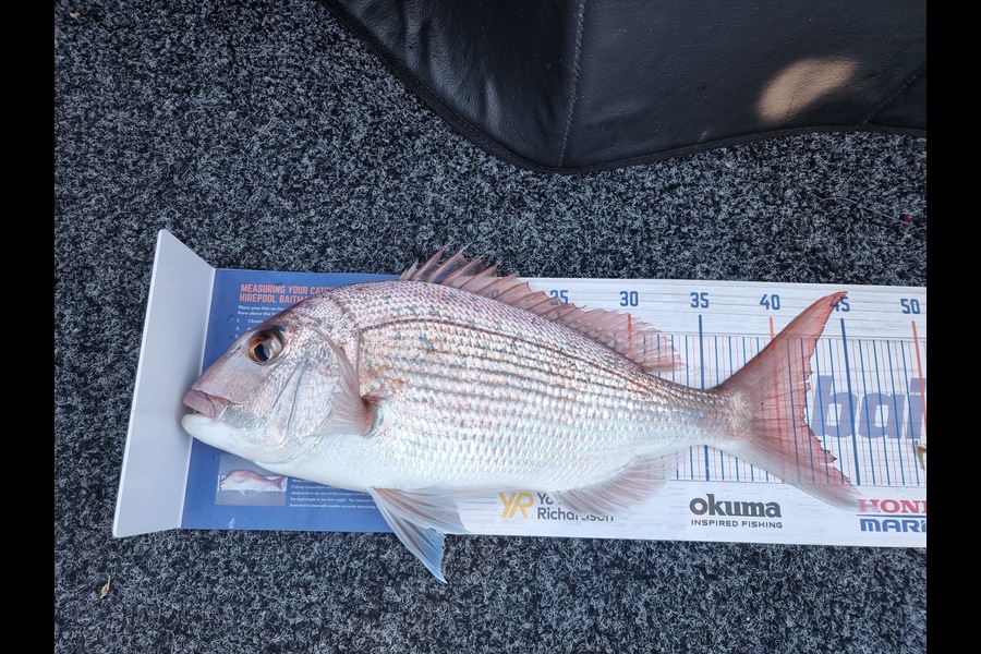 Katie Chadwick caught this 41.5cm Snapper at Tauranga Harbour  during The Export NZ Fishing Competition
