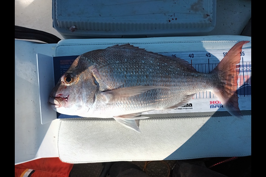Joseph Te Wake caught this 53.0cm Snapper at Kaiaua Mussel farm during The Export NZ Fishing Competition