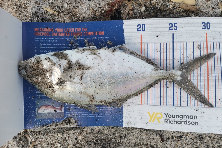 Jamie Otter caught this 27.0cm Trevally at Pikowai during The Export NZ Fishing Competition