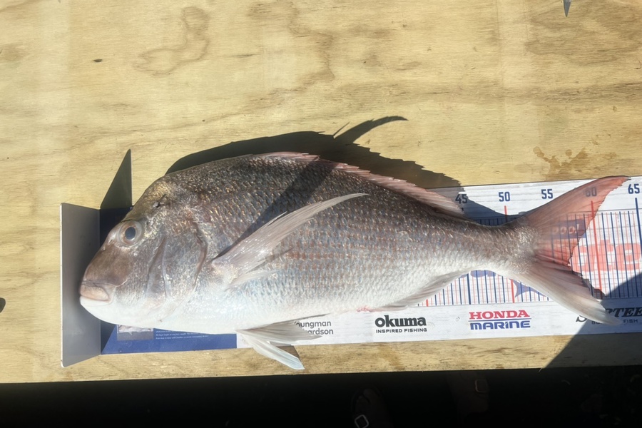 Phill Andrews  caught this 56.5cm Snapper at Coromandel during The Export NZ Fishing Competition