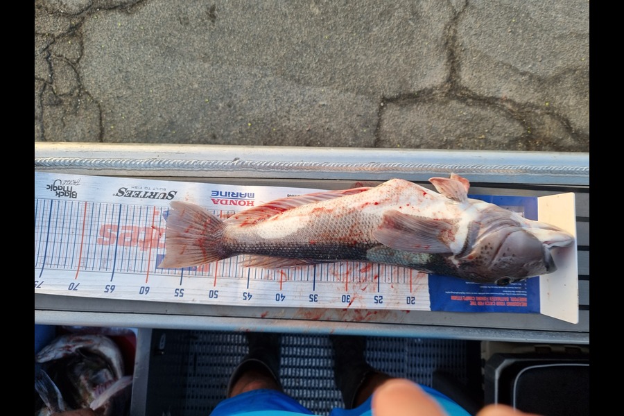 Eli Barlow caught this 58.0cm Blue Cod at Timaru during The Export NZ Fishing Competition