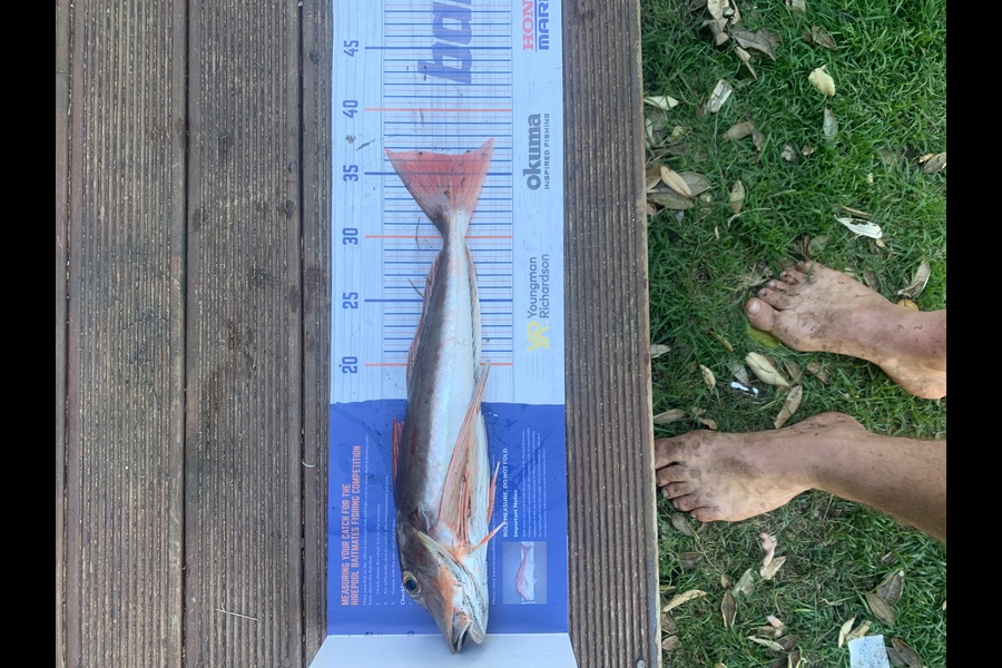 James Jeffares caught this 36.5cm Gurnard at Tongaporutu during The Export NZ Fishing Competition