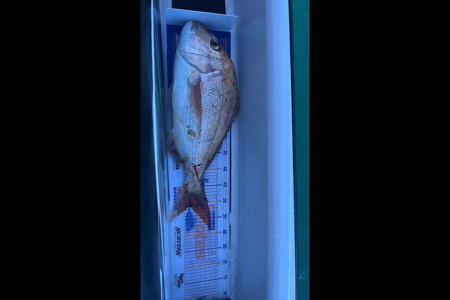 James Brad caught this 50.5cm Snapper at Waitara during The Export NZ Fishing Competition