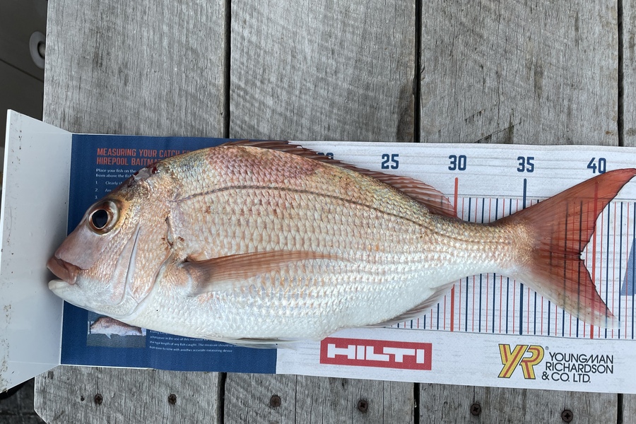 Rhys Holding caught this 39.0cm Snapper at Rangitoto Channel during The Export NZ Fishing Competition