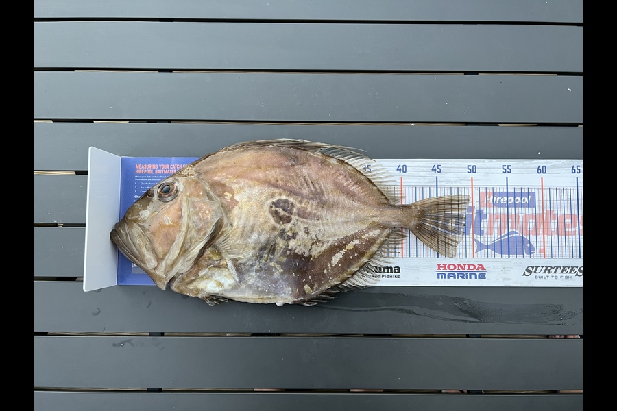 Samantha Cadman caught this 49.0cm John Dory at Firth of Thames during The Export NZ Fishing Competition