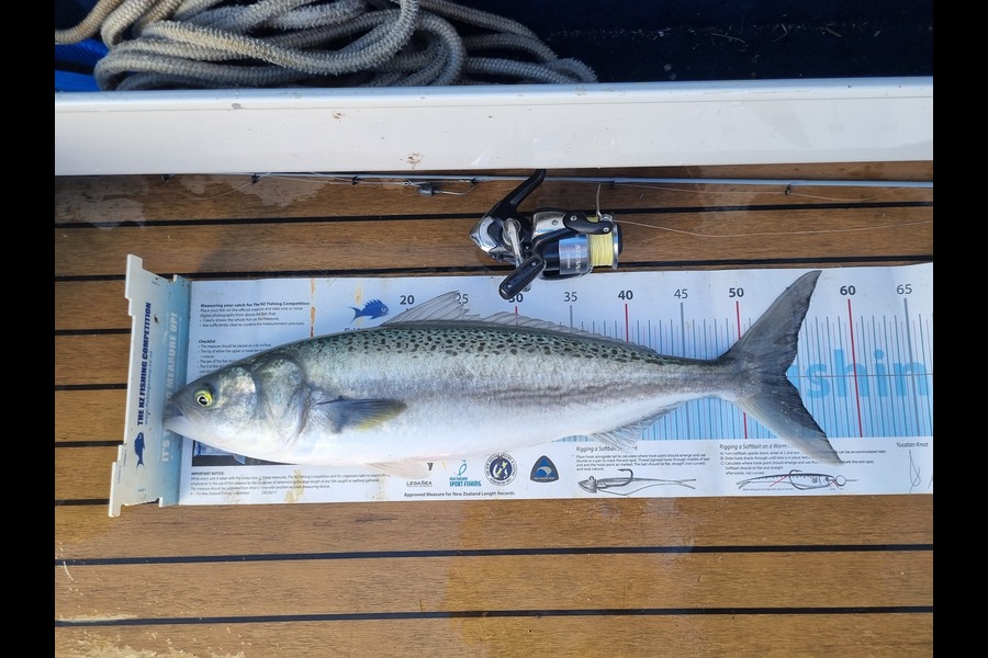Diane Hart caught this 53.5cm Kahawai at Bowentown  during The Export NZ Fishing Competition