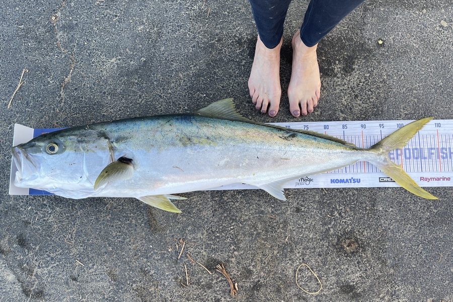 Elaine Swanepoel caught this 96.5cm Kingfish at Stanmore Bay during The Export NZ Fishing Competition