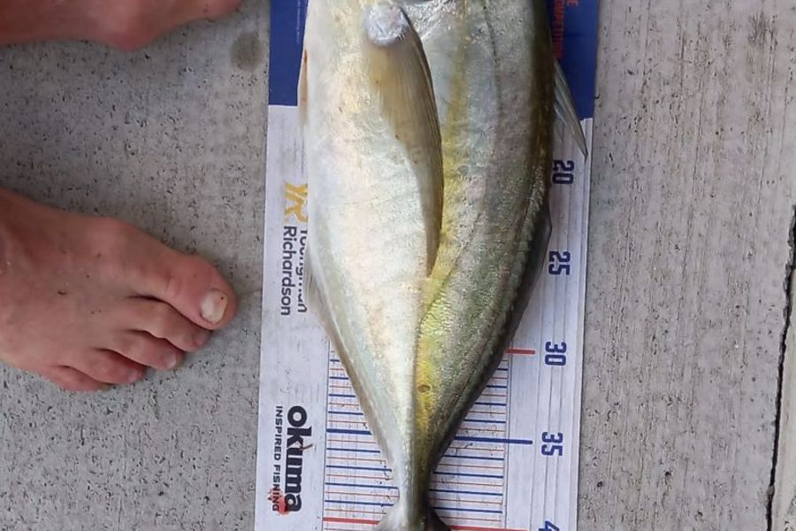 Elaine Swanepoel caught this 43.0cm Trevally at Stanmore Bay during The Export NZ Fishing Competition